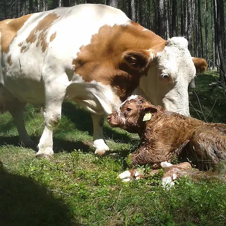 Almhuette Adlerhorst Heiligenblut