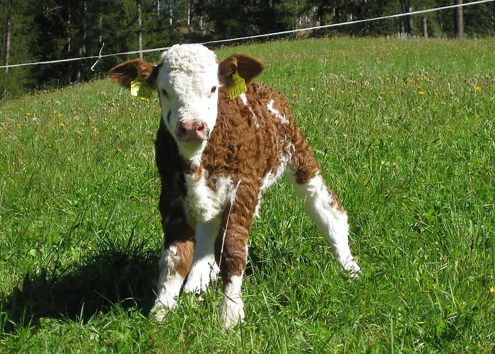 Nyaraló Almhuette Adlerhorst