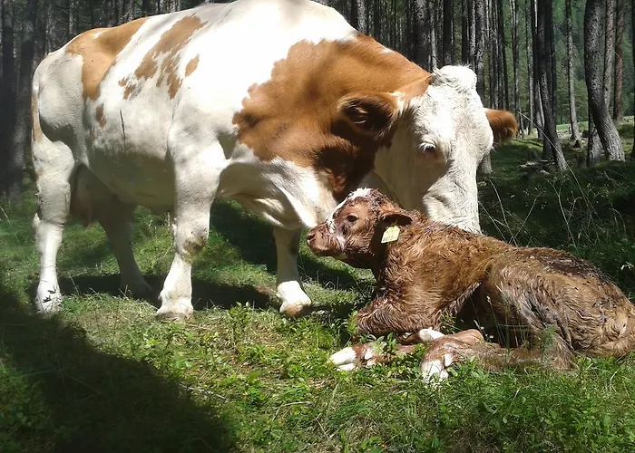 Almhuette Adlerhorst Heiligenblut